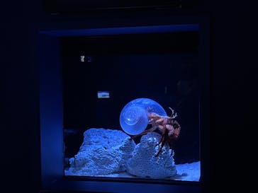 沖縄美ら海水族館に投稿された画像（2022/9/1）