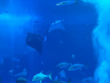 沖縄美ら海水族館に投稿された画像（2022/9/1）
