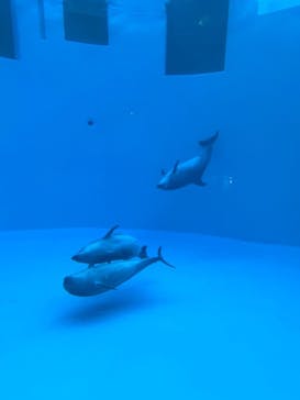 名古屋港水族館に投稿された画像（2022/9/2）