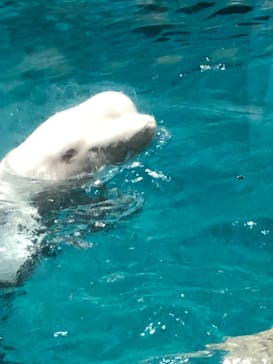 名古屋港水族館に投稿された画像（2022/9/2）