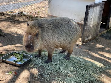 淡路ファームパーク イングランドの丘に投稿された画像（2022/9/2）