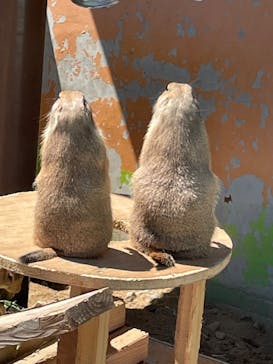 淡路ファームパーク イングランドの丘に投稿された画像（2022/9/2）