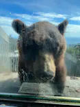 のぼりべつクマ牧場に投稿された画像（2022/9/2）