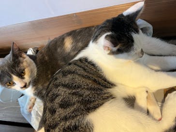 おさるランド＆アニタウン　日光さる軍団劇場に投稿された画像（2022/9/2）