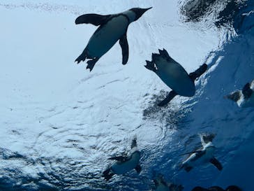 サンシャイン水族館に投稿された画像（2022/9/2）