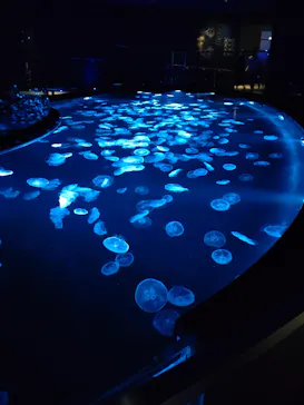 すみだ水族館に投稿された画像（2022/9/2）