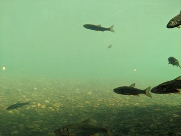 サケのふるさと 千歳水族館に投稿された画像（2022/9/2）