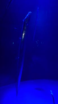 サンシャイン水族館に投稿された画像（2022/9/2）