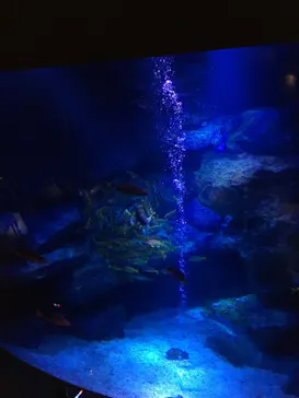 すみだ水族館に投稿された画像（2022/9/3）