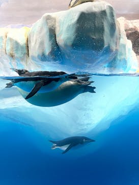 名古屋港水族館に投稿された画像（2022/9/3）