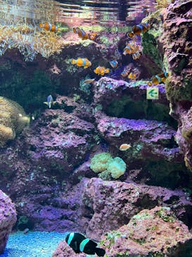 サンシャイン水族館に投稿された画像（2022/9/3）