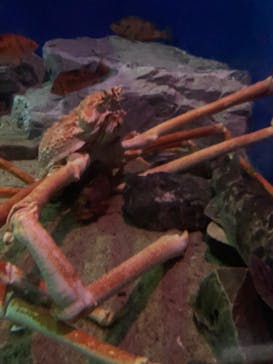 名古屋港水族館に投稿された画像（2022/9/3）