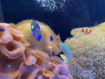 京都水族館に投稿された画像（2022/9/3）