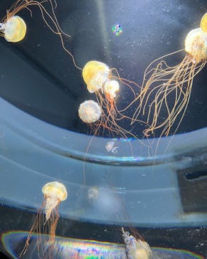 サンシャイン水族館に投稿された画像（2022/9/3）