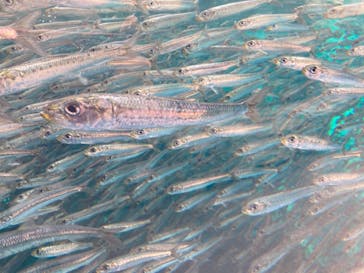 環境水族館アクアマリンふくしまに投稿された画像（2022/9/3）