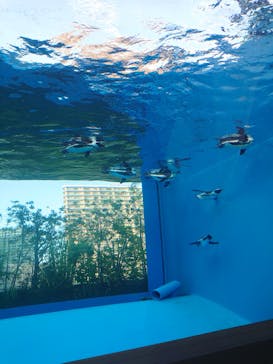 サンシャイン水族館に投稿された画像（2022/9/3）