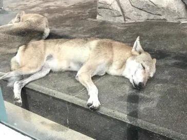 天王寺動物園に投稿された画像（2022/9/3）