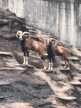 天王寺動物園に投稿された画像（2022/9/3）