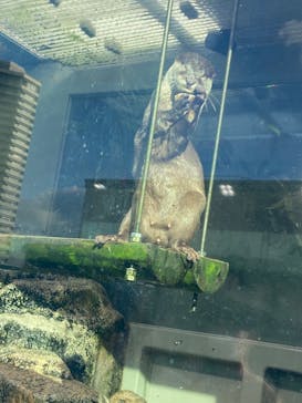 サンシャイン水族館に投稿された画像（2022/9/3）