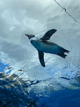 サンシャイン水族館に投稿された画像（2022/9/3）