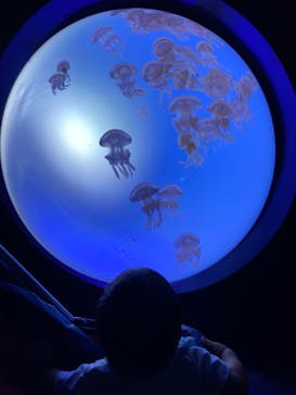 サンシャイン水族館に投稿された画像（2022/9/3）