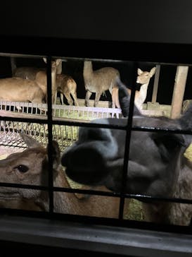 那須サファリパークに投稿された画像（2022/9/3）