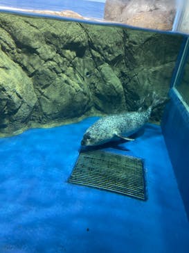 新江ノ島水族館に投稿された画像（2022/9/3）