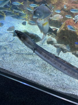 新江ノ島水族館に投稿された画像（2022/9/3）