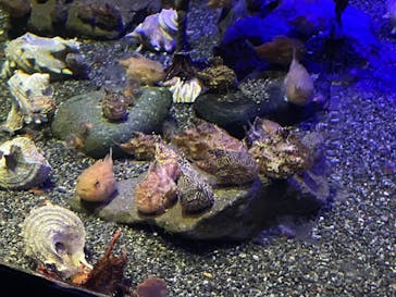 新江ノ島水族館に投稿された画像（2022/9/3）