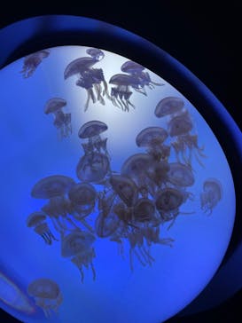 サンシャイン水族館に投稿された画像（2022/9/3）