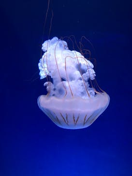 新江ノ島水族館に投稿された画像（2022/9/4）