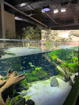 カワスイ 川崎⽔族館に投稿された画像（2022/9/4）