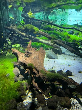 カワスイ 川崎⽔族館に投稿された画像（2022/9/4）