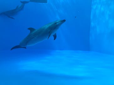 名古屋港水族館に投稿された画像（2022/9/4）