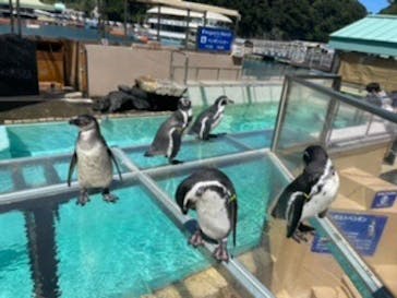下田海中水族館に投稿された画像（2022/9/4）