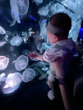 京都水族館に投稿された画像（2022/9/4）