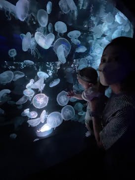 京都水族館に投稿された画像（2022/9/4）