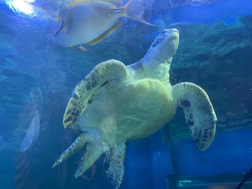 しながわ水族館に投稿された画像（2022/9/4）
