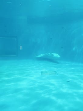 島根県立 しまね海洋館に投稿された画像（2022/9/4）