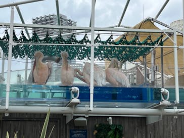 しながわ水族館に投稿された画像（2022/9/4）