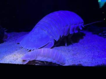 しながわ水族館に投稿された画像（2022/9/4）