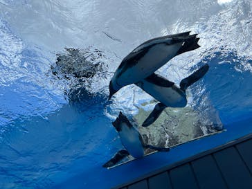 しながわ水族館に投稿された画像（2022/9/4）