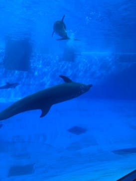 名古屋港水族館に投稿された画像（2022/9/4）