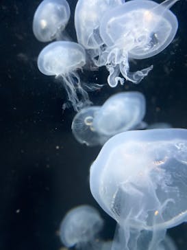 伊豆・三津シーパラダイスに投稿された画像（2022/9/4）