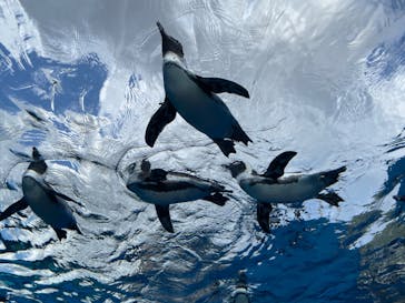 サンシャイン水族館に投稿された画像（2022/9/4）