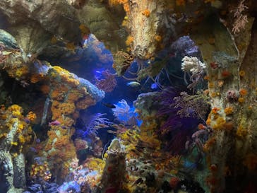 サンシャイン水族館に投稿された画像（2022/9/4）