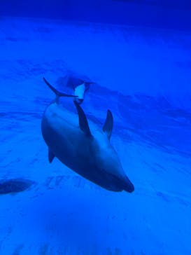 名古屋港水族館に投稿された画像（2022/9/4）