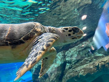 名古屋港水族館に投稿された画像（2022/9/4）