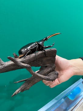 淡路ファームパーク イングランドの丘に投稿された画像（2022/9/4）