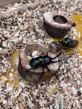 淡路ファームパーク イングランドの丘に投稿された画像（2022/9/4）